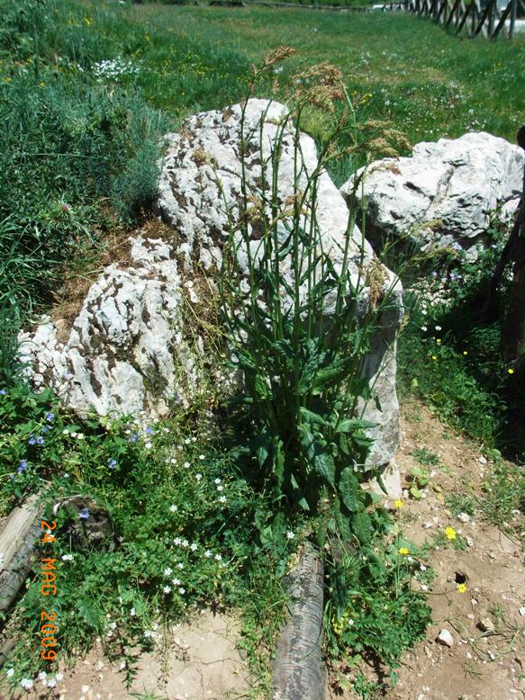 Rumex acetosa / Acetosa